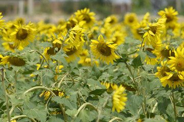 Closeup of a sunflower growing in a field of sunflowers during a nice sunny summer day, Sunflower natural background. flower blooming, Beautiful field of blooming sunflowers, Chakwal, Punjab, Pakistan