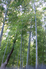 Bamboo Forest - Tall Green Bamboo Grove in Japan