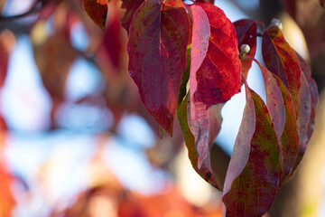 Beautiful Autumn Foliage - Red Maple Leaves Against Blue Sky
