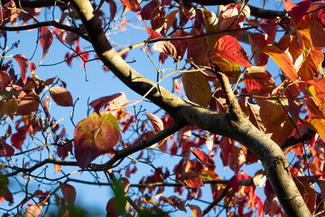 Beautiful Autumn Foliage - Red Maple Leaves Against Blue Sky