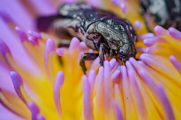 a giant flower beetle stay with pollen of the pink water lilly lotus