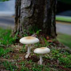 amanita mushroom growth from the ground with tree base surround with green grass around