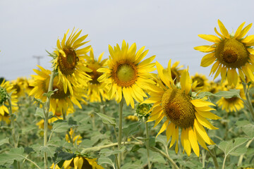 Closeup of a sunflower growing in a field of sunflowers during a nice sunny summer day, Sunflower natural background. flower blooming, Beautiful field of blooming sunflowers, Chakwal, Punjab, Pakistan