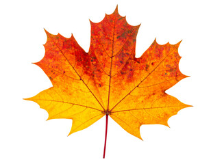 Fototapeta premium maple leaves isolated on white