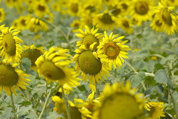 Closeup of a sunflower growing in a field of sunflowers during a nice sunny summer day, Sunflower natural background. flower blooming, Beautiful field of blooming sunflowers, Chakwal, Punjab, Pakistan