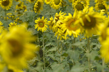 Closeup of a sunflower growing in a field of sunflowers during a nice sunny summer day, Sunflower natural background. flower blooming, Beautiful field of blooming sunflowers, Chakwal, Punjab, Pakistan