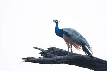Indian peafowl (Pavo cristatus)| high-key photo of Peacock perched on a high tree | Jaipur, Rajasthan | Indigo Bird | Jhalana Leopard Reserve