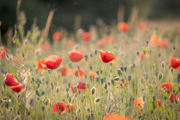 Obraz premium a field of beautiful red poppy flowers.