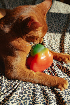 Cat playing with colorful toy on a soft blanket