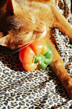 Still life with cat and colorful bell pepper on fabric