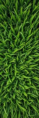 Freshly cut healthy green grass aerial view, perfect for seamless tiling and high-res backdrops,  nature,  fresh
