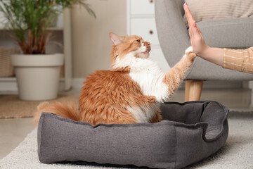 Young woman with cute ginger cat giving high-five at home