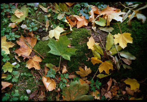 Autumn Maple Leaves on Moss