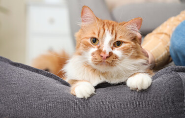Young woman stroking cute ginger cat on pet bed at home, closeup