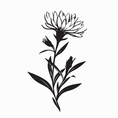 Aster Flower Black and White Silhouette Vector isolated on white background