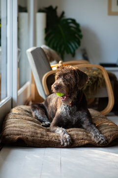 happy dog with ball