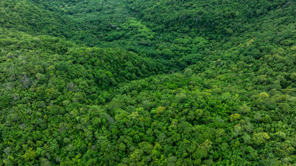 Obraz premium aerial view of dark green forest Abundant natural ecosystems of rainforest. Concept of nature forest preservation and reforestation 