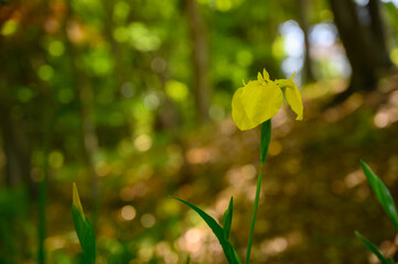 キショウブの花
