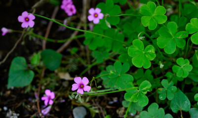 イモカタバミの花とクローバー