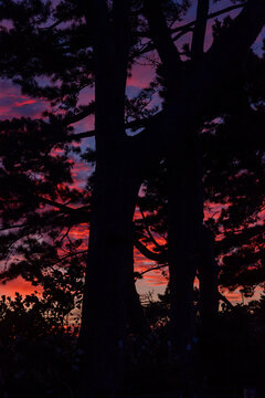 Colorful Sunset Behind Silhouetted Trees in a Tranquil Setting