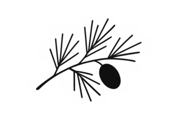 Pine branch drawing with needles and cone, black silhouette line art symbol on transparent background