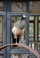 Free range peackock female on metal hoop in farmyard