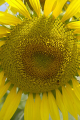 Closeup of a sunflower growing in a field of sunflowers during a nice sunny summer day, Sunflower natural background. flower blooming, Beautiful field of blooming sunflowers, Chakwal, Punjab, Pakistan
