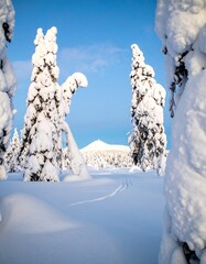 Snowy forest landscape (2)