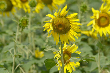 Closeup of a sunflower growing in a field of sunflowers during a nice sunny summer day, Sunflower natural background. flower blooming, Beautiful field of blooming sunflowers, Chakwal, Punjab, Pakistan
