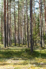 Fototapeta premium Explore the tranquility of a serene forest, where sunlight filters through tall pine trees, casting light on lush greenery below. Perfect for nature-themed projects and tourism.