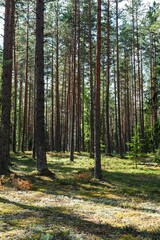 Obraz premium Explore a serene forest scene with tall pine trees stretching skyward. Sunlight filters through the leaves, illuminating the mossy ground. Perfect for nature and tourism themes.