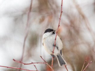 Cute bird the willow tit, song bird sitting on a branch without leaves in the winter.