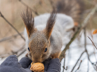 Squirrel eats nuts from a man's hand. Caring for animals in winter or autumn.