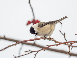 Cute bird the willow tit, song bird sitting on a branch without leaves in the winter.
