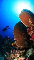 Sunburst over Scuba Diver and Gorgonian Sea Fans