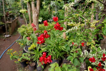 Red orchids bloom vibrantly in lush garden, creating a colorful display of nature's beauty and tranquility in the peaceful outdoor space.
