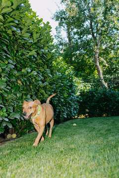 Dog playing outside 