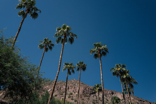 Palm trees with blue sky and mountain background