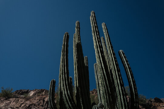Tall columnar cactus reaching into blue sky