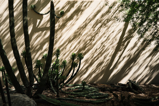 Cactus shadows on wall