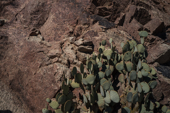 Prickly pear cactus against rocky desert background