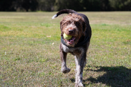 happy dog with tennis ball
