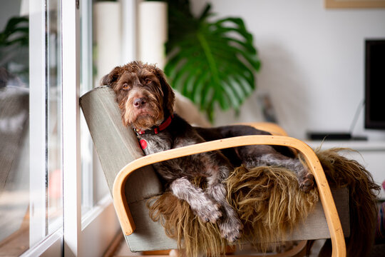 large dog resting in a chair