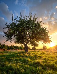 A sunlit tree stands in a field under a cloudy sunset sky