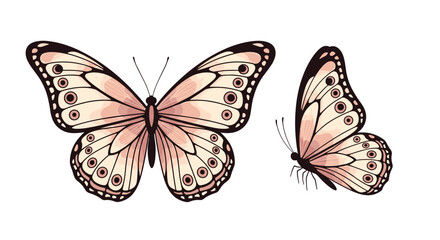 Fototapeta premium An elegant illustration depicting two delicate butterflies with light pink wings and intricate patterns against a clean white background.