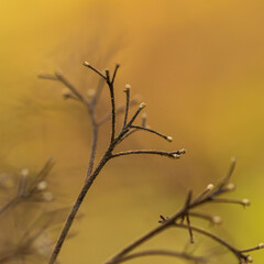 little branches of a tree