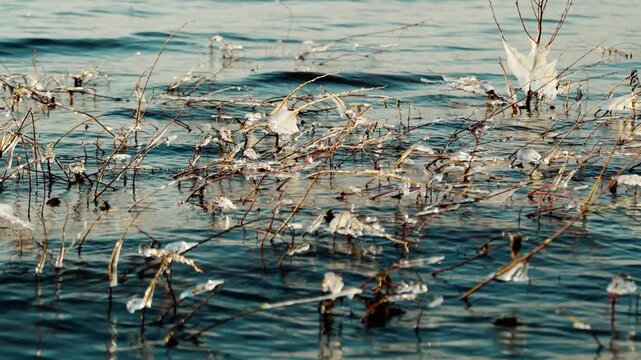 The coastal vegetation in the water on the shore of the lake was covered with ice with the onset of subzero temperatures. A frosty autumn day.