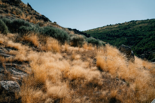 Golden Grass Sways Gently on a Hillside During Bright Daylight