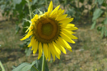 Closeup of a sunflower growing in a field of sunflowers during a nice sunny summer day, Sunflower natural background. flower blooming, Beautiful field of blooming sunflowers, Chakwal, Punjab, Pakistan