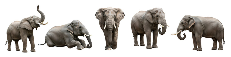 Obraz premium Elephant PNG Photo Pack with Transparent Background - African and Asian Elephant Stock Images for Wildlife Design